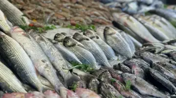 أسعار الأسماك والمأكولات البحرية اليوم الجمعة بسوق العبور